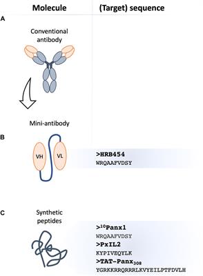 Pannexin1 channels—a potential therapeutic target in inflammation